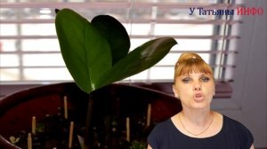 Достали МОШКИ - есть РЕШЕНИЕ!!! Как избавиться от мошек: в квартире на кухне и доме...