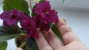 Что такое СПОРТ у фиалок? Фиалка Волшебная сказка спортанула. Сенполия #фиалка