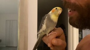 НАШ ГОВОРЯЩИЙ ПОПУГАЙ.КЕША ГОВОРИТ ПРИВЕТ.Умный Попугай говорит на разных языках.Счастливый попугай