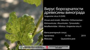 Вирус бороздчатости древесины винограда (Grapevine virus A)
