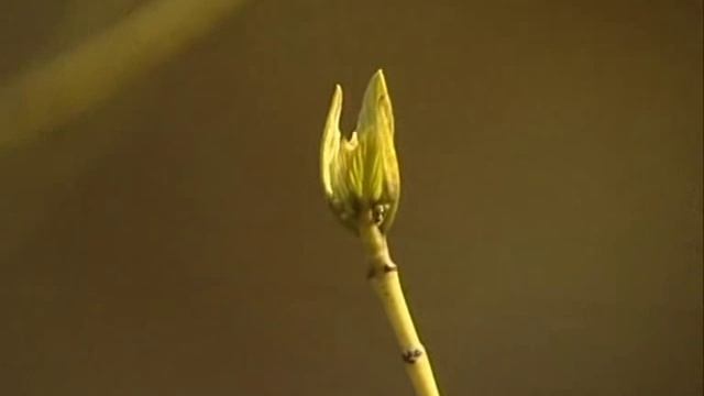 Дачный сезон - Лучшие растения для природного сада смотреть онлайн