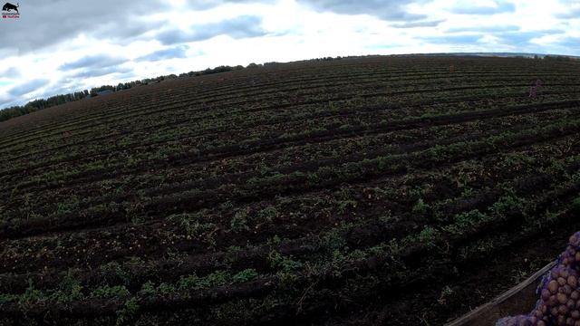 Сколько можно заработать на уборке картофеля? Или каким трудом достаются деньги в сельском хозяйств смотреть онлайн