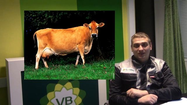 Какую породу КРС выбрать, чтобы быть с молоком и с сыром?