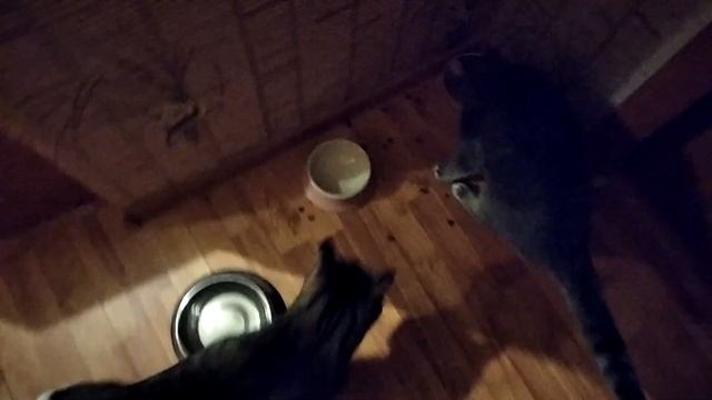 Кошачья жизнь