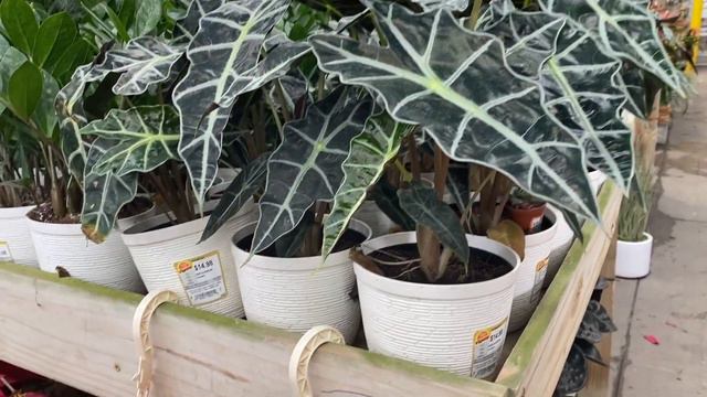 Home Depot House Plant Shopping / Treleaf Bare Grande Plant Supports смотреть онлайн