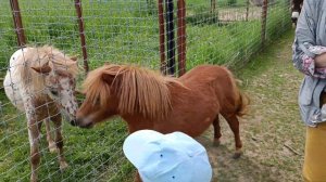 Сафари-парк в Можайске