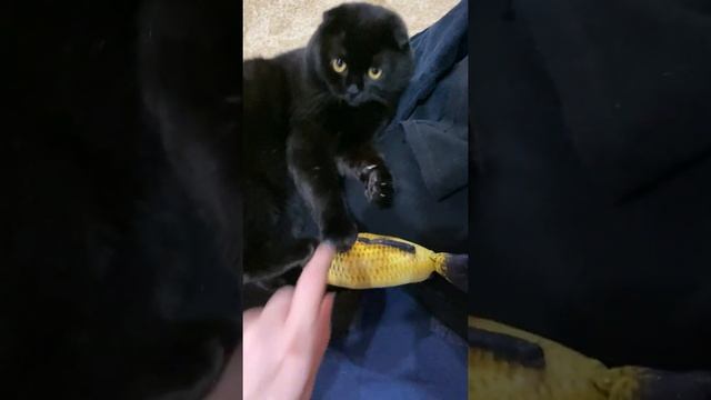 Черный вислоухий шотландский кот и рыба / black scottish fold cat and fish