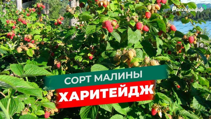 Малина сорт Харитейдж. Подготовка к отправке