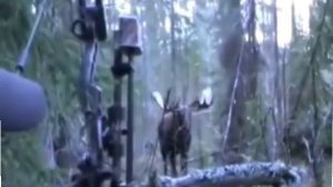 Охота на лося с луком. Moose hunting with a bow.