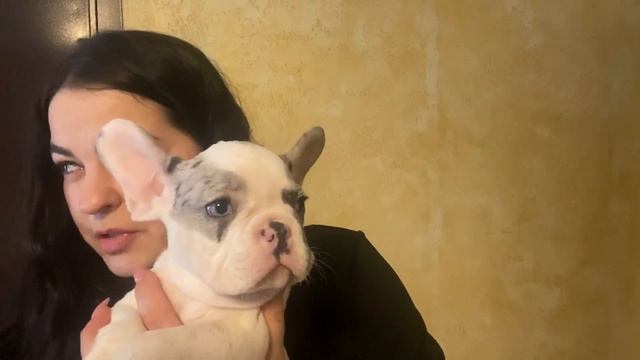 Щенки окраса PIED что это ? Как это наследуется ? Какие они бывают ?