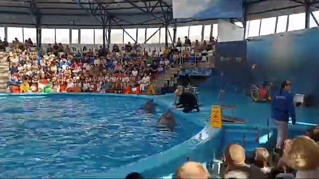 Сочи парк.Дельфинарий. смотреть онлайн