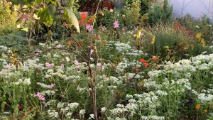 В ГОСТЯХ У ЛЕНОЧКИ, ВСТРЕЧАЛИ ДАЖЕ КОТЫ | Arina Belaja