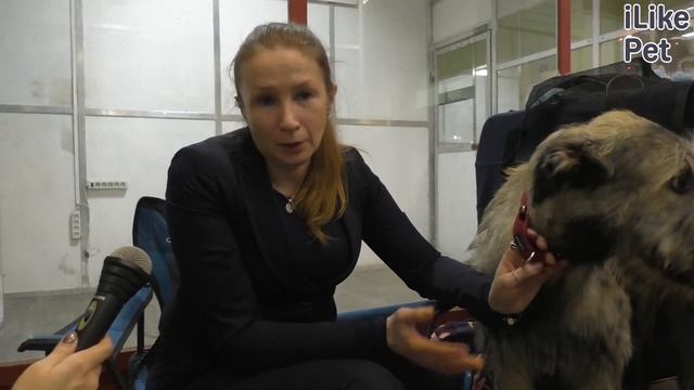 Уход за ирландским волкодавом