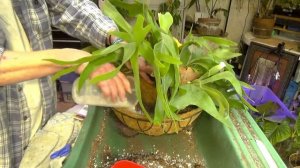 Stag Horn Fern Update ! & Into A Bigger Basket