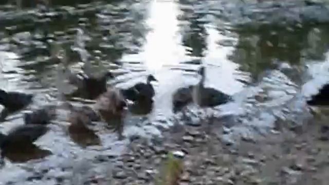 Утки обычные смотреть онлайн