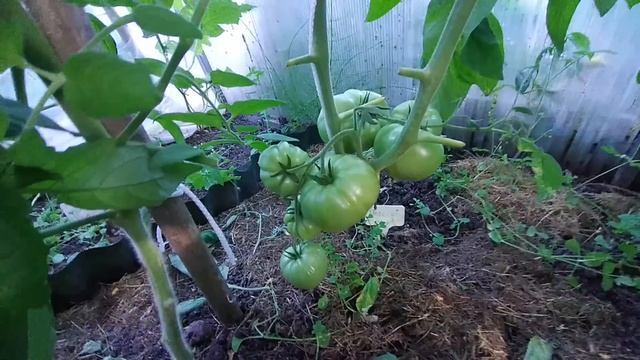 Как РАЗМЕСТИТЬ на Двух Сотках СОВРЕМЕННЫЙ, УДОБНЫЙ Огород. Урожай. Июль #огород #теплица #урожай смотреть онлайн