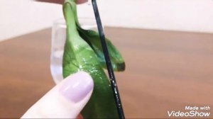 #Орхидея без корней. #Реанимация_орхидеи без корней. Сгнили корни, что делать.  #Орхидеи