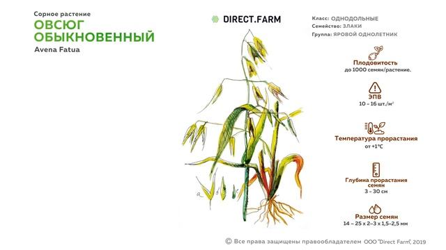Овсюг обыкновенный. Борьба с сорняком