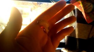 Личинка бронзовки и как её едят.