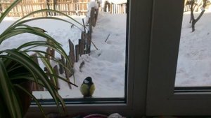 Синичка зимой стучит в окно