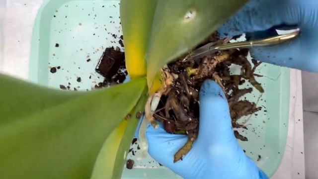 У ОРХИДЕИ ЖЕЛТЕЮТ ЛИСТЬЯ. Пересадка и реанимация орхидеи