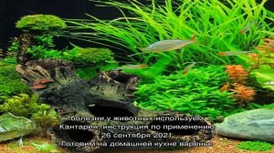 Как выбрать грунт для аквариума?