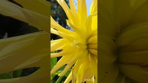 Цветник в августе.У георгина снизу удаляем 3-5листов. Продлеваем жизнь гладиолусу в вазе. Все в сад