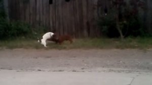 Ставки кто сильнее. Джек Рассел или такса? Семён или Ричард?