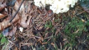 Гриб Заячья Капуста Съедобный. В лес за грибами сентябрь 2022. Спарассис Курчавый (Sparassis Curly)