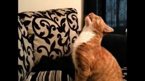 ЧИХАЮТ ПО ПОЛНОЙ / Будьте здоровы! / Коты чихают/ Приколы с котами!!!