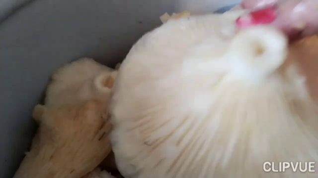 Старый дедовский способ засолки сырых груздей. смотреть онлайн