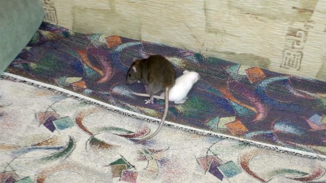 Знакомство и подселение крыс. Ссаживание крыс смотреть онлайн