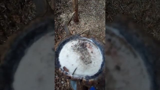 рога оленя, поиск рогов оленя, zrzuty jeleni, Poroże jelenia