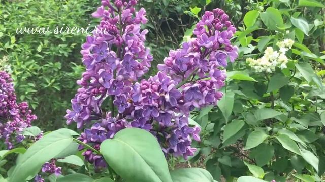 сорт сирени S.v "Flower City" смотреть онлайн