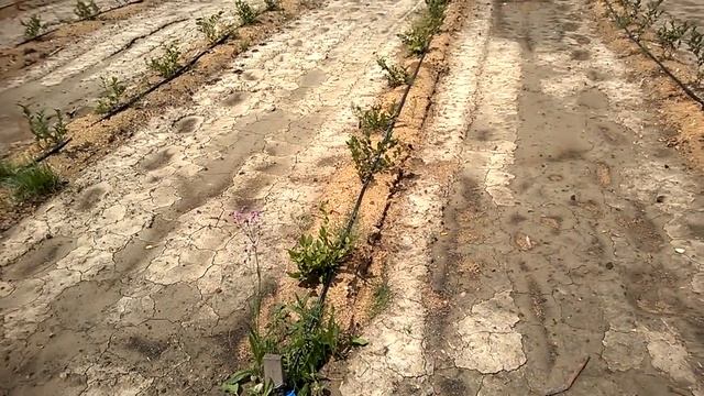 Укрепляем берег копанки