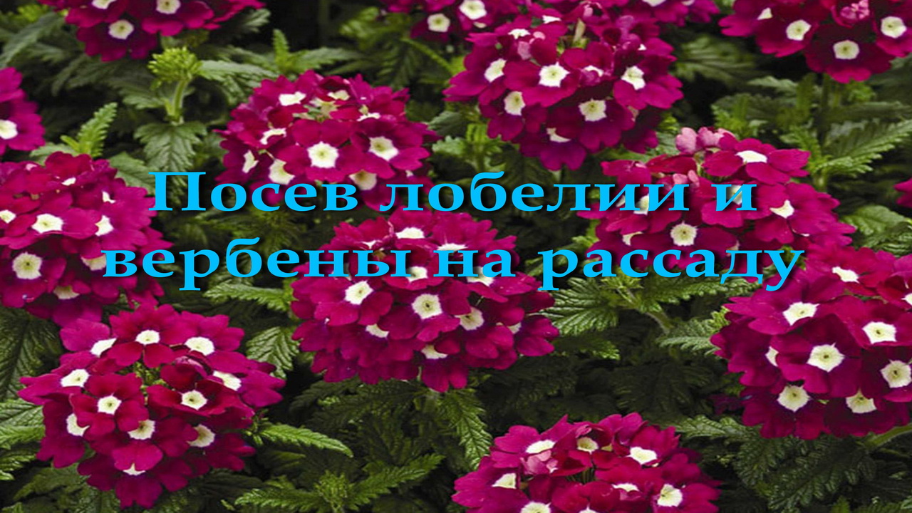 Посев лобелии и вербены на рассаду