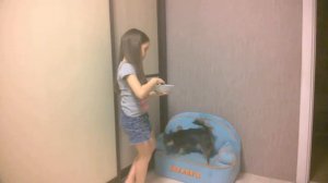 Как правильно дрессировать Чихуахуа