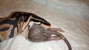 Королевский питон ест крысу