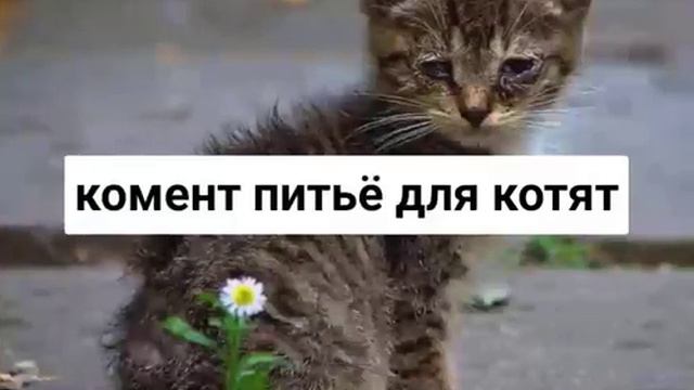 Бедные животные смотреть онлайн