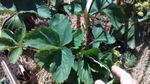 Клубника.  Сорт _Хоней _