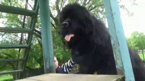 ту собачку, что бежит за мной