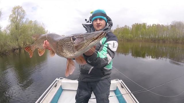 Как поймать щуку на спиннинг, цвет приманки сыграл решающую роль.