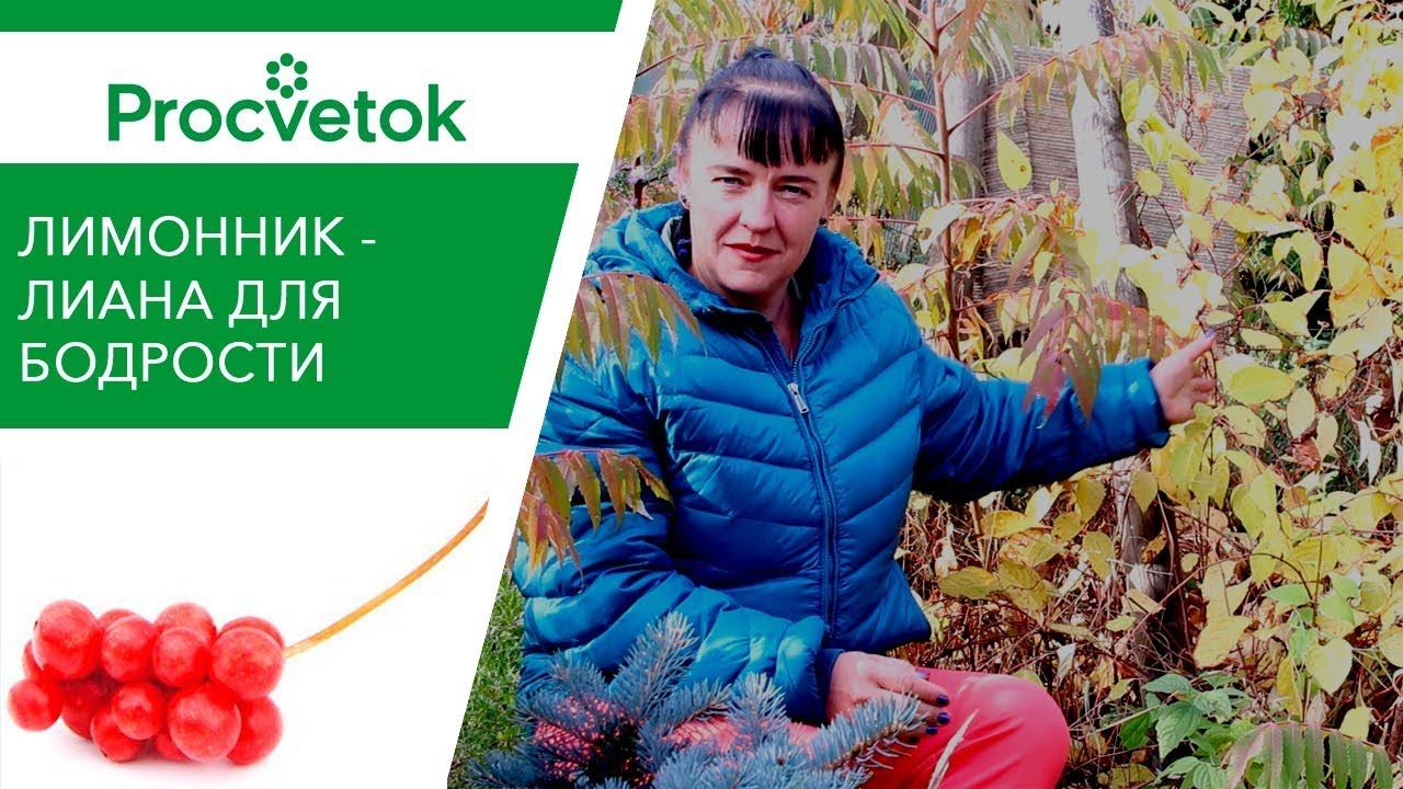 Лучше, чем кофе! ЛИМОННИК КИТАЙСКИЙ - заряд бодрости на весь день!