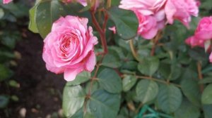 Роза Айсвогель   Eisvogel