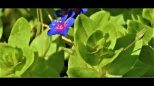 Anagallis arvensis or Lysimachia arvensis  Greece by Theo Fotiadis