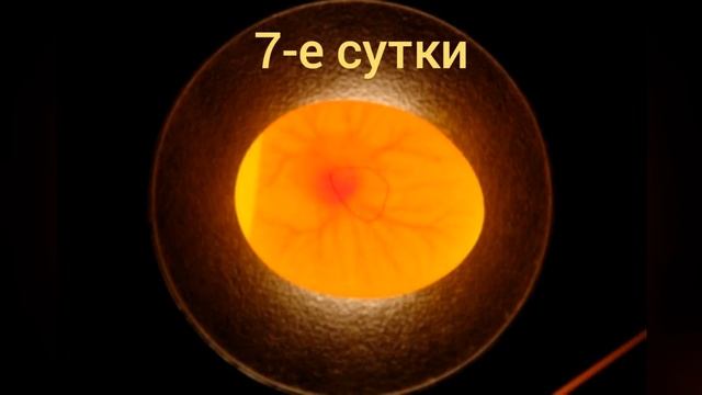 Утки - инкубация яиц