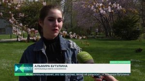 Цветение сакуры на Сахалине