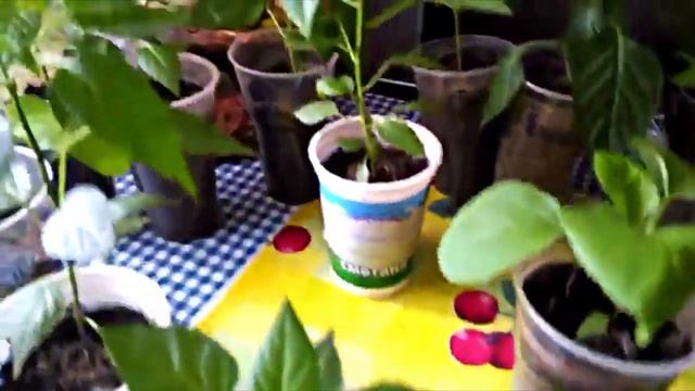 Фитолампы и результат: цветение томатов смотреть онлайн