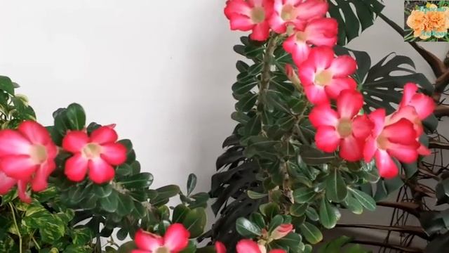 Адениум Роза пустыни смотреть онлайн