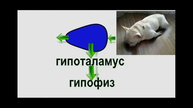 Анатомия: нервная система 2: обзор отделов мозга смотреть онлайн